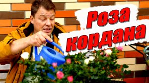 Роза кордана - деление и обработка