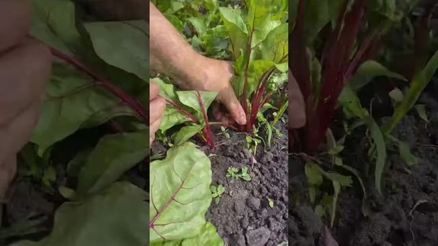 Зачем прореживать свеклу, если можно купить одноростковую? И лайфхак в концеУсадьба-Семена