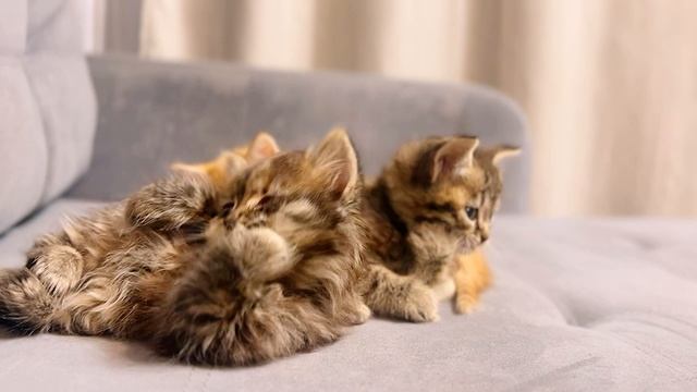 Котята