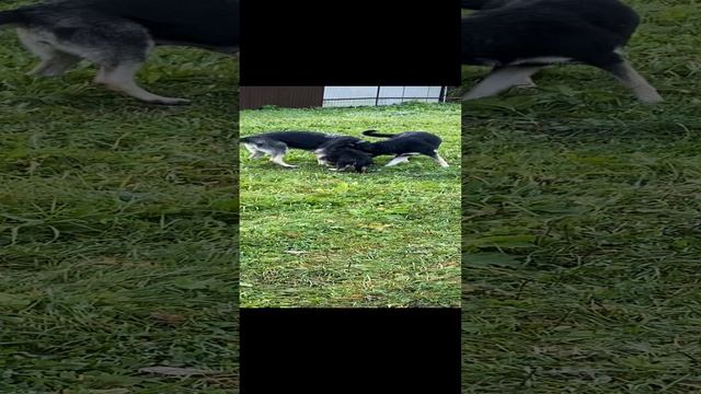 Щенок ВЕО 3 мес. - Валентлайф Шэрритэ Шанз Элизе - воспитание в родной стае 2