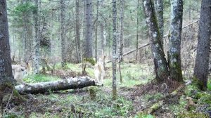 Волки в «Шушенском бору»