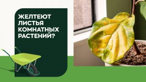 Как избавиться от пожелтения листьев у комнатных растений?