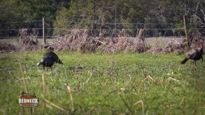 Hunting South Florida  | Turkey in the Morning, Hog in the Afternoon  (#433) @GrowingDeer.tv