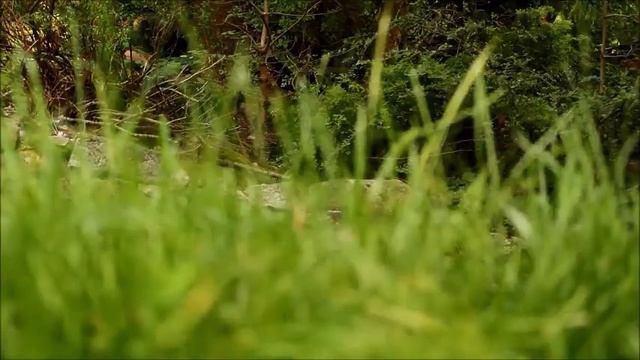 british knights смотреть онлайн