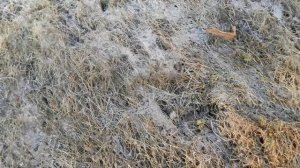 Фитопатология. Лекция 2