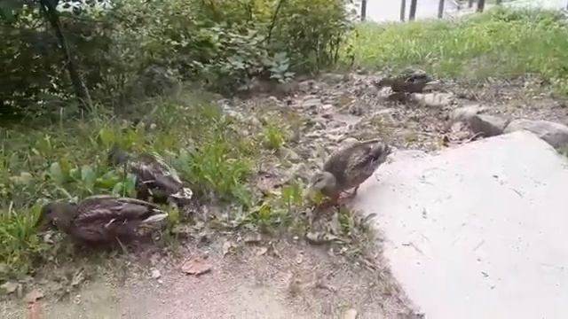 Почему утки переходят дорогу? или Утиный обед {Креативим с Леной} смотреть онлайн