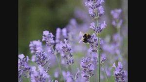 Спокойная музыка (piano, lounge, chillout)