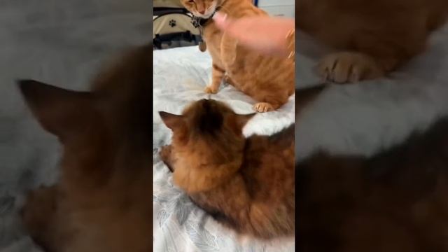 Братья меньшие