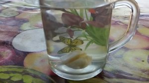 О чесночной воде, о питании, о режиме дня!  Мои выводы!?