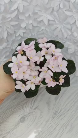 Фиалка Н-Дюймовочка