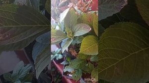 Крупнолистные гортензии укрыты на зимовку. Что стало с гортензией в -8 мороза?