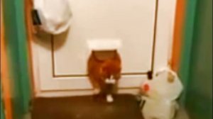 Толстый кот