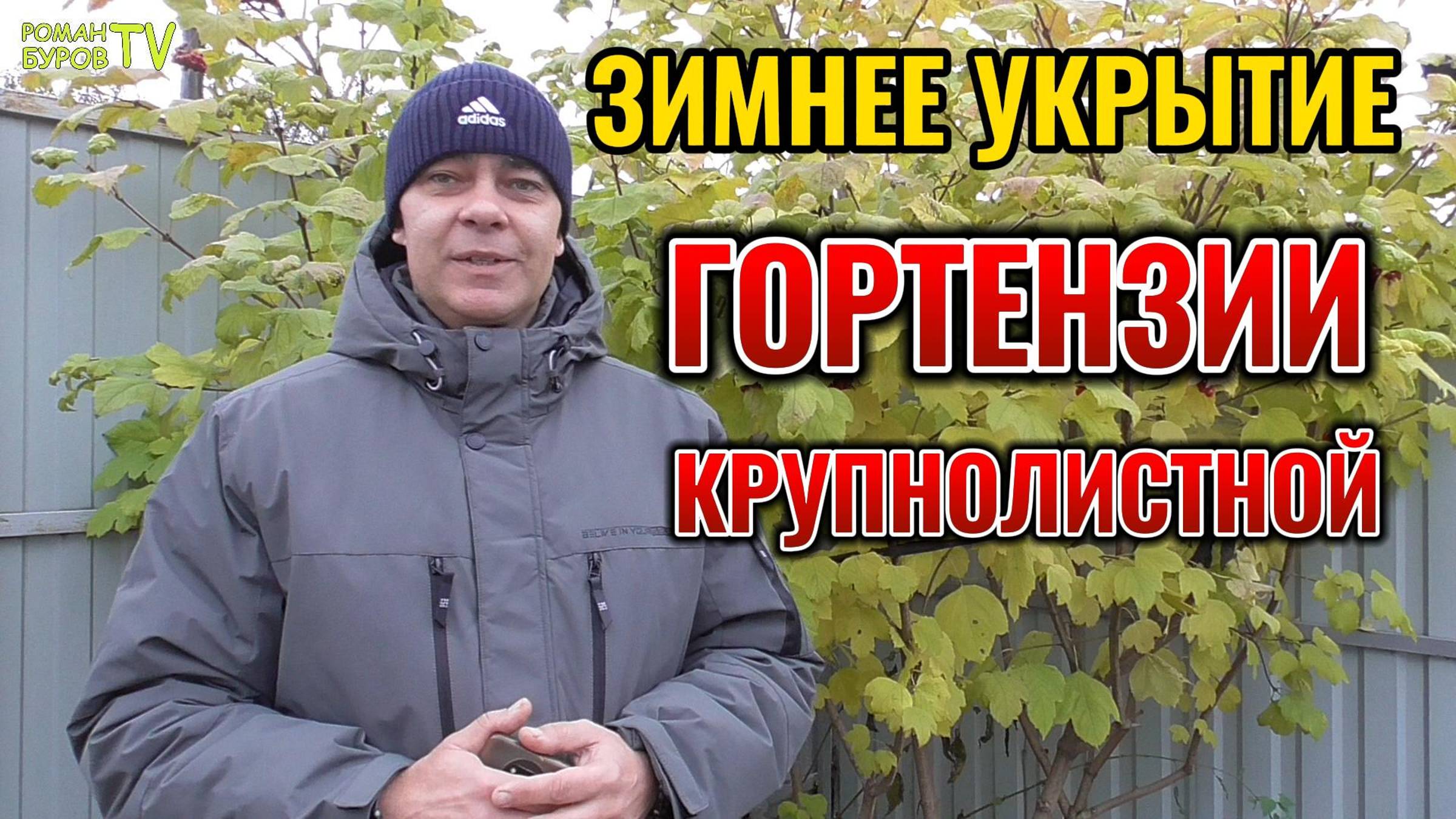 🌨 Зимнее укрытие гортензии крупнолистной: 5 главных правил для гарантированного успеха 👌