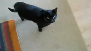 Песня " Мяу "