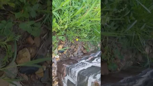 ЗАЩИТА ДОМА ОТ МЫШЕЙ. РУССКАЯ КАРКАСНАЯ ТЕХНОЛОГИЯ