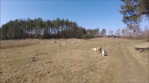 Жизнь на хуторе. Неспешный день. Пополнение.