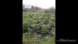 Я сегодня шла за картошкой в огород