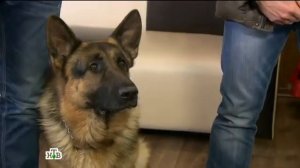 Возвращение Мухтара 2. Каблучок