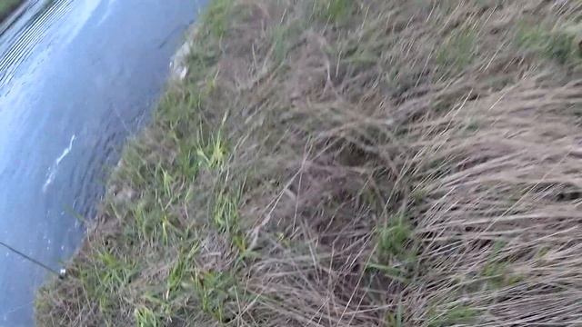 Первые налимы по открытой воде. Весна 2020
