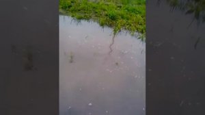 Как прикольно ходить по лужам 2