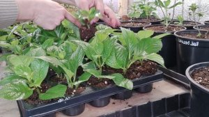 100% укоренение черенков крупнолистной гортензии (полуфабрикатов)👍🌱