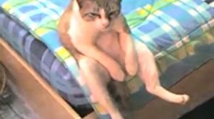 грустный кот  сидит на краю кровати прикол
