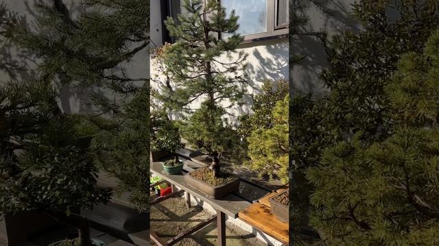 Осенние краски в саду бонсай