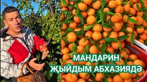 МАНДАРИН ҖЫЙДЫМ АБХАЗИЯДӘ