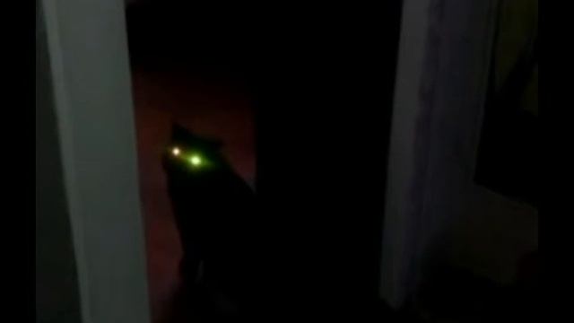 Удивлённый кот смотреть онлайн