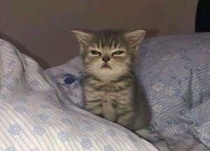 ай овен ском бек