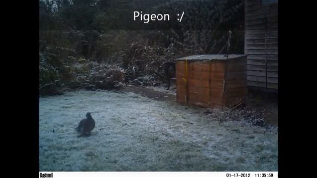 NATURE STALKER CAM! смотреть онлайн