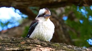 Scenic Relaxation - Earth's Animals - Scenic Wildlife Film with Inspiring Music