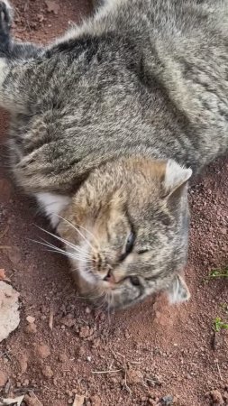 ✨Грязевые ванны - обязательная процедура с утра у лесного кота