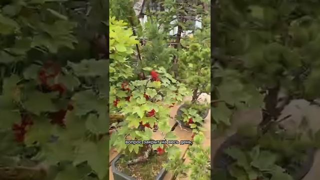 Сколько времени ежедневно нужно тратить на уход за бонсай?