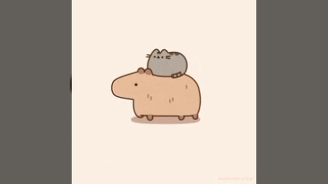 ккоотт