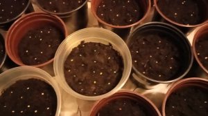 Выращивание рассады томатов в горшках без пикировки.