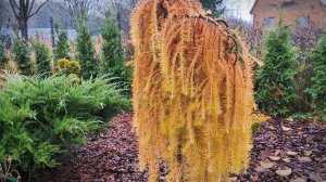 🍂✨ Осенний сад: время подготовки к зиме! ✨🍂