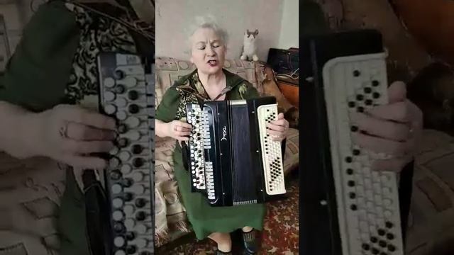 Белокрылая чайка