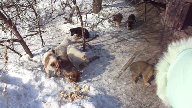 ЗАГОРЬЕ 21.01.2022