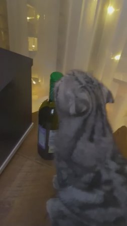 Коты алкаши. Cats are drunks. крутые коты за рулем. cool cats driving