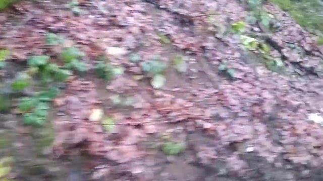 VID 20191217 141033 Абхазия. Фрагмент экскурсии.