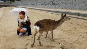 Орёл и решка в Японии. Миадзима