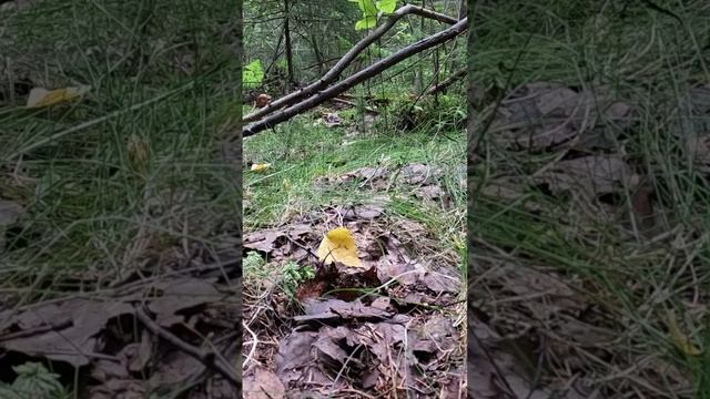 НАШЕЛ САМЫЕ КРАСИВЫЕ ГРИБЫ ЭТОГО СЕЗОНА! ГРАНДИОЗНЫЕ ПОДОСИНОВИКИ
