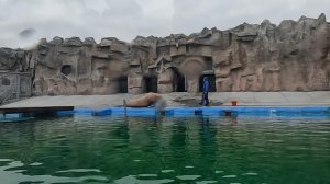 Кормление моржа в Ижевском зоопарке