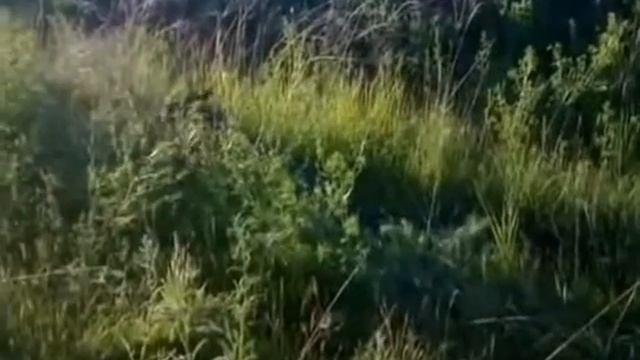 STALKER ФИЛЬМ 
