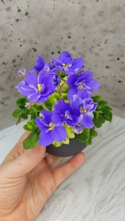 Фиалка АВ-Девочка с Незабудками