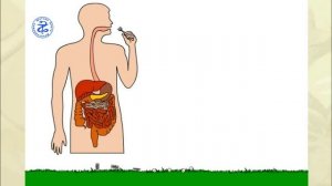 Цикл развития бычьего цепня