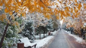 Желтый звон