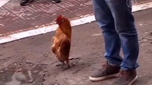 ПЕТУХ - РАЙОННЫЙ ПРОКУРОР