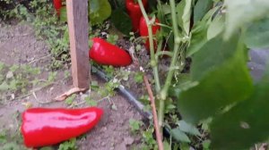 Перец сладкий Рид 15,09,2023